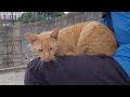 チャーちゃんも出てきてくれました❗お膝の上に乗せ甘えん坊タイム⤴️鳴き声可愛いでしょ⤴️側にはポポ🐦ちゃん!ブラシでゴシゴシ⤴️キビナゴ🐟好きになったチャーちゃん何だニャン♥️