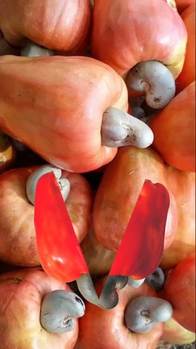 jambu mete #shorts #youtubeshorts #jambu @Ahmad_jhaen @YouTube
