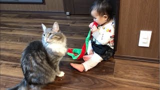 遊んでくれた猫 ノルウェージャンフォレストキャットCat playing.Norwegian Forest Cat.