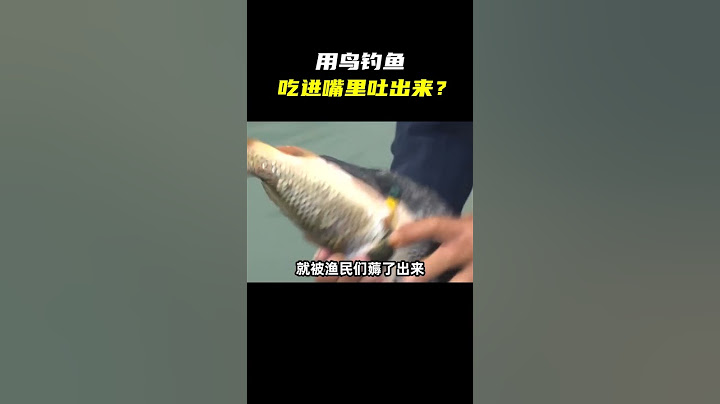 鸬鹚捕鱼，一种古老的渔法 - 天天要闻