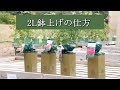 新商品！イングリッシュローズ 2L国産鉢苗の植え替え方法