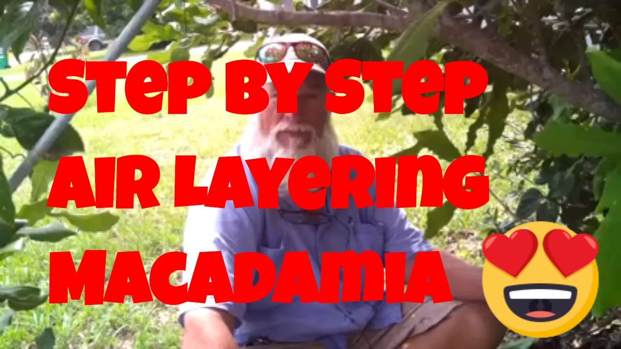 Air Layering Macadamia Nut Tree