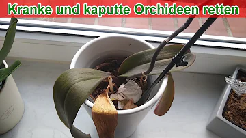 Was passiert wenn man Orchideen in Blumenerde Pflanzen?