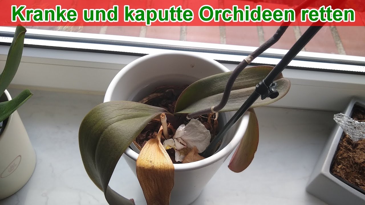 Teuer vs. Billig: So kommen Orchideen in den Laden | Galileo | ProSieben