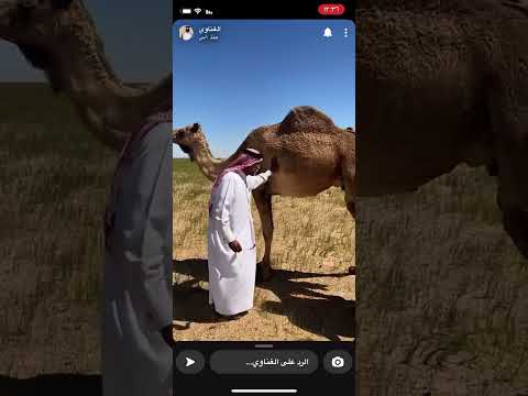 الجد مشتري ناقه والغناوي يتنضلها 