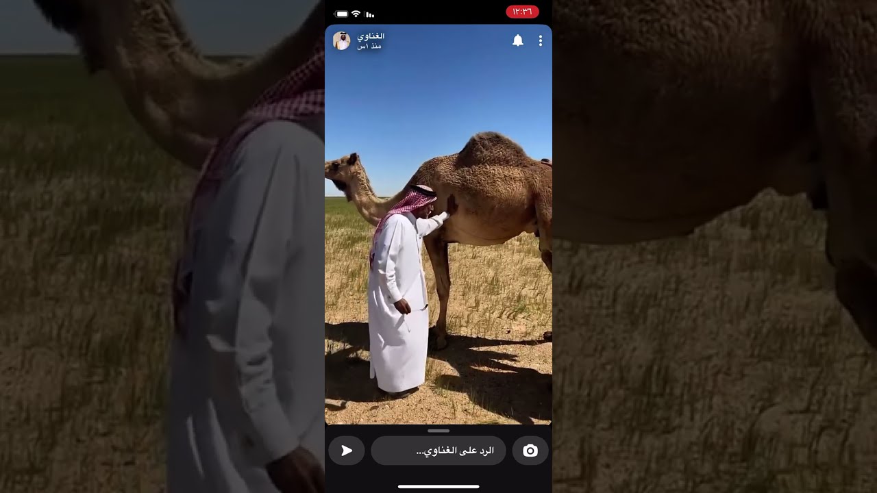 الجد مشتري ناقه والغناوي يتنضلها