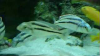 Chilotilapia Euchilus Www.zierfisch-Store.de