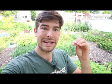 Video: On how to get ants out of the garden and is it really necessary to do it