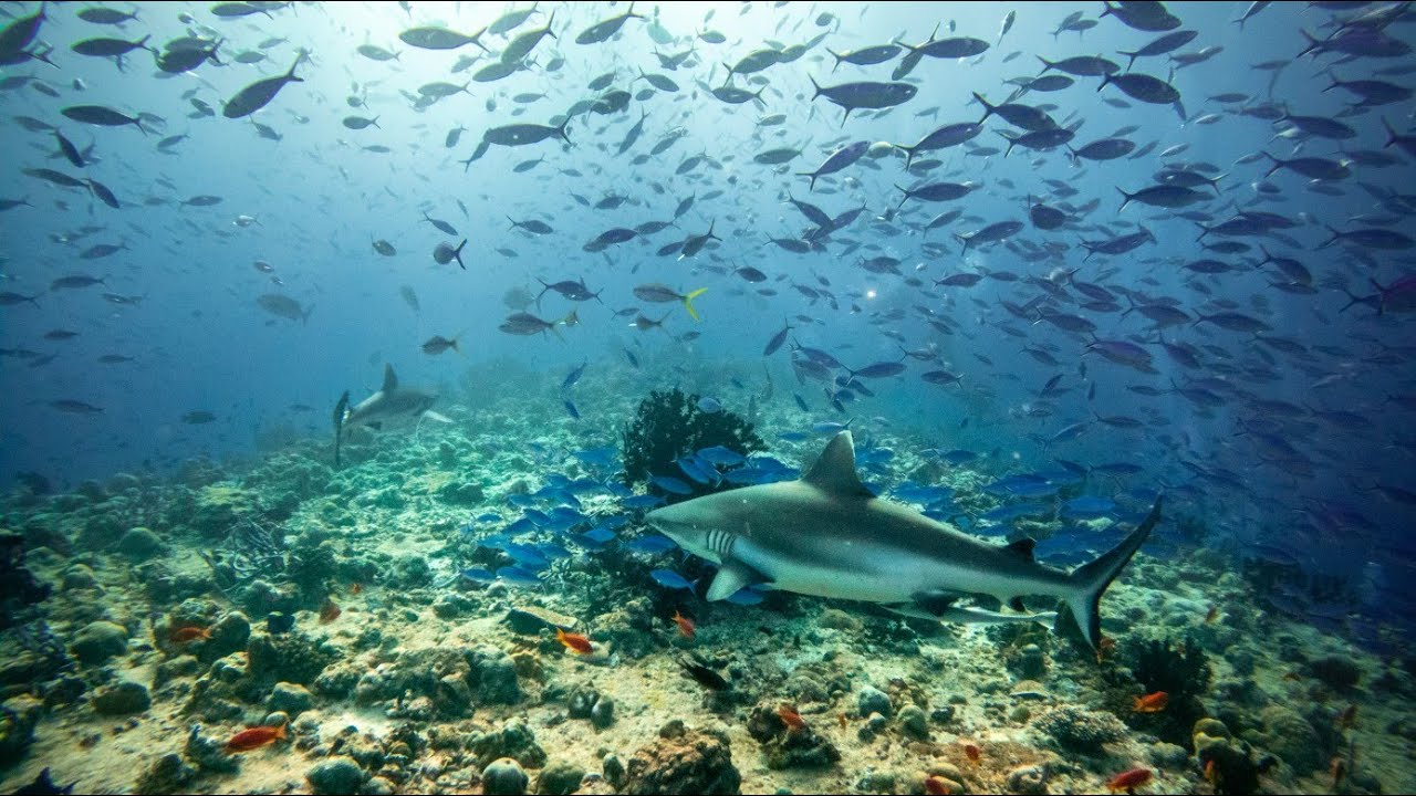 Underwater paradise in the Maldives | Diving among the atolls of the southern Maldives | March 2023