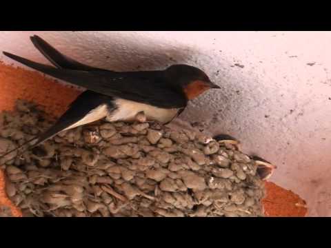 Video: ¿Las golondrinas de acantilado comparten nidos?