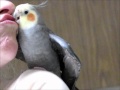 NEW - My Cockatiel Talking, and telling the world how it is.