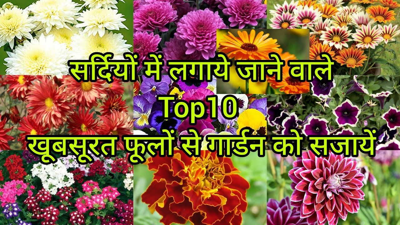 Top 10 Flowering Plants To grow In September / October From Seeds