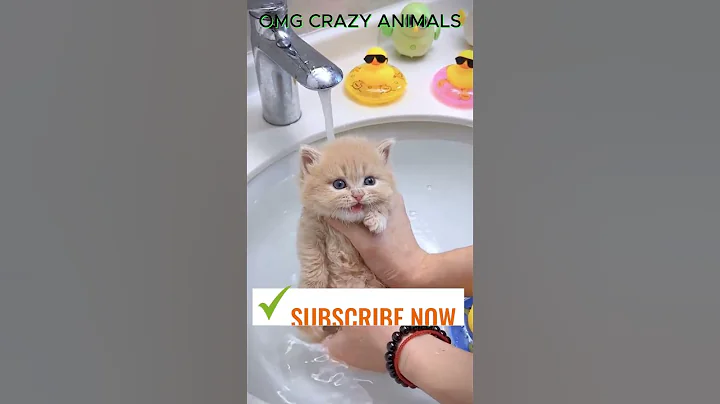 Watch the video about Amazing😍👍 Cutest Cat🐈‍⬛🐱 reaction 🤪🤗|| Funny 🤣🐱Cat🐈‍⬛ Bath🛀 #shorts #short #funny #ytshorts