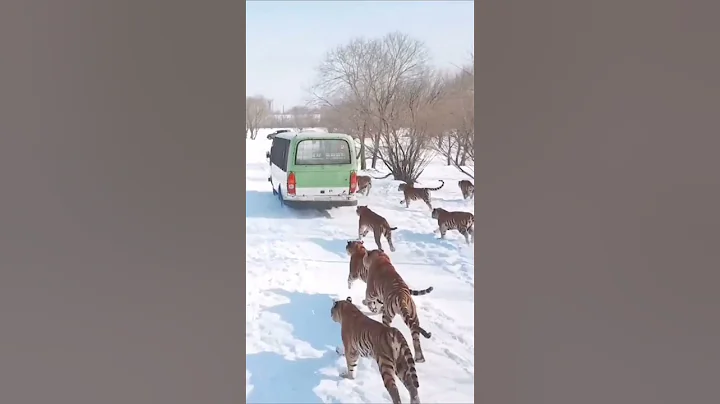 The snow 🌨️ tiger 🐅 group. It's a natural art #snowtiger #groupofsnowtiger #shorts #Shorts #116