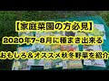 【家庭菜園の方必見】2020年7~8月に種まき出来る、おもしろ＆オススメ秋冬野菜を紹介します 2020/7/21