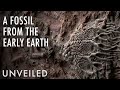 Did Scientists Just Discover The Oldest Fossil Of All Time? | Unveiled
