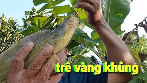 câu cá rô đồng , cá trê ở điểm câu mới @TAMCARO