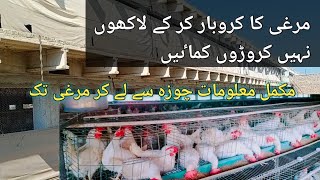 Layer murghi ke karobar se lakhon nahen kroron kamaen / Layer farming / Poultry farming in pakistan
