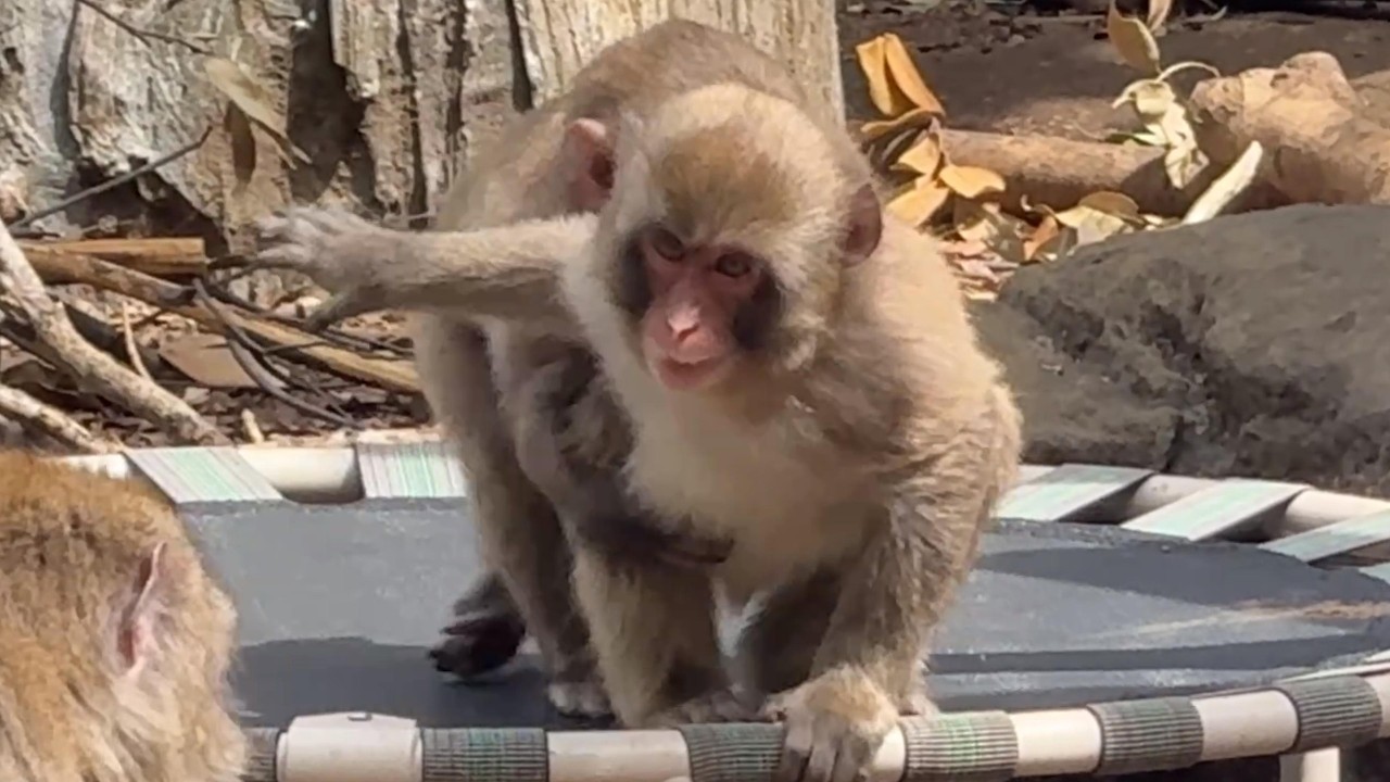 番外編 コナちゃん元気いっぱい【番外編】【よこはま動物園ズーラシア】ニホンザル