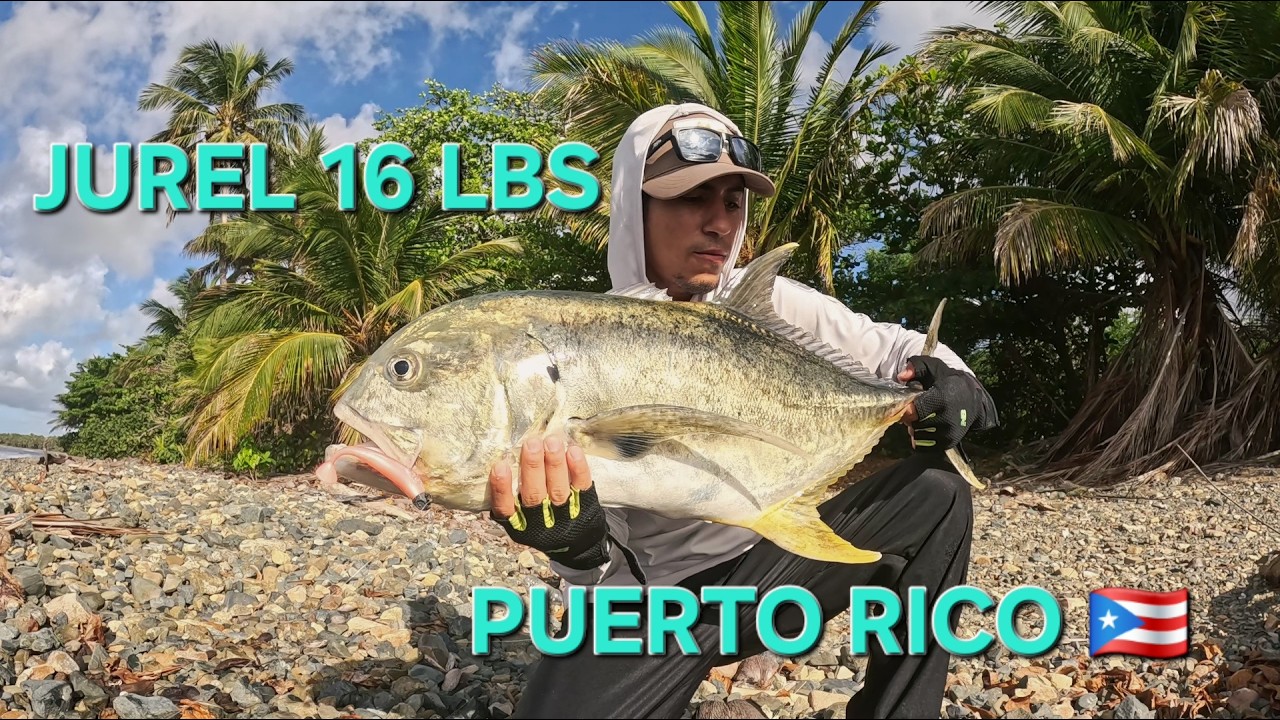 Shore Fishing Puerto Rico 🇵🇷 2 Jureles (Jack Crevalle) – Peleas Largas desde la Orilla