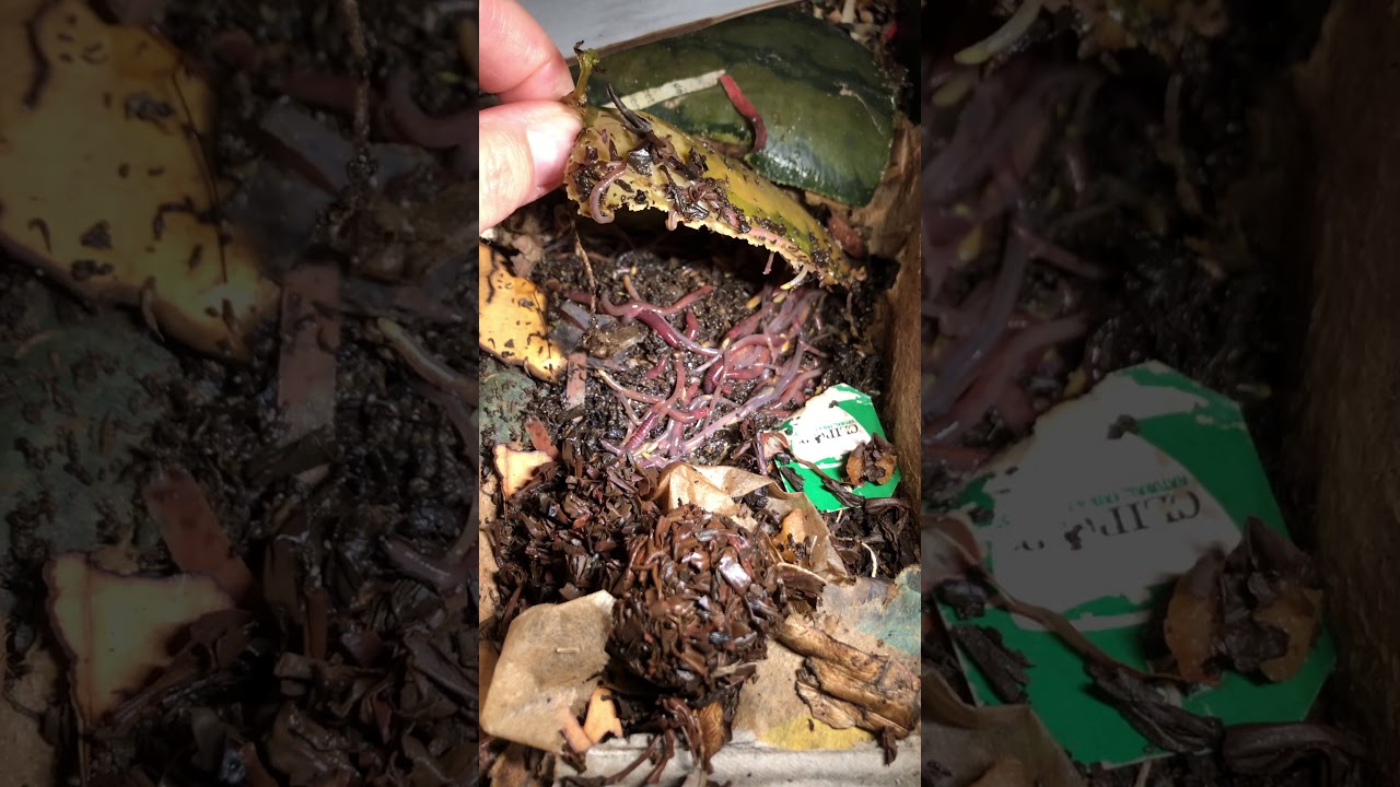 Watermelon worms YouTube