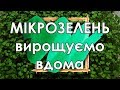 Мікрозелень - макрокористь! Вирощуємо вдома.