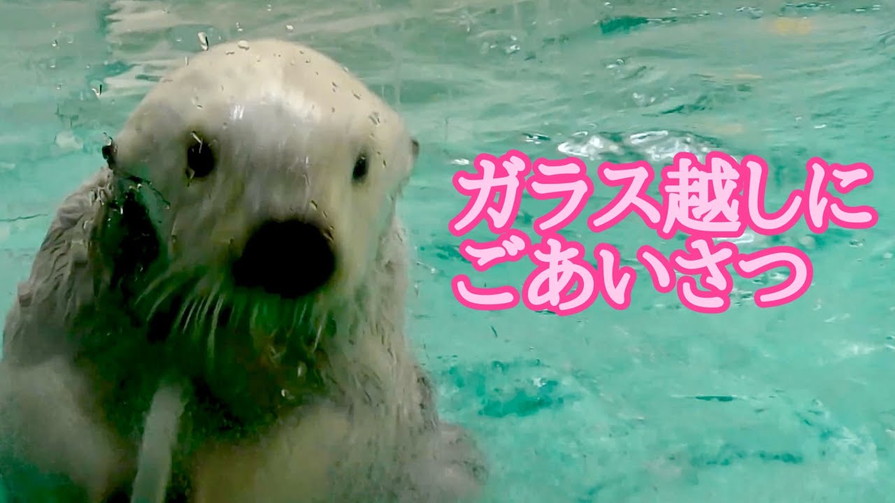 ラッコ メイちゃんとキラちゃん ガラス越しにごあいさつです【鳥羽