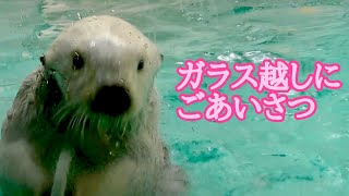 ラッコ メイちゃんとキラちゃん ガラス越しにごあいさつです【鳥羽