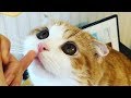 「かわいい猫」 笑わないようにしようとしてください - 最も面白い猫の映画 #279