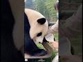 Combing its fur-behaving so well 🥰 #panda #trending #cute #viral #cutepanda