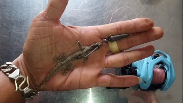 cách móc mồi thạch sùng (thằng lằn) câu cá lóc không bị xoay, texas rig with live bait