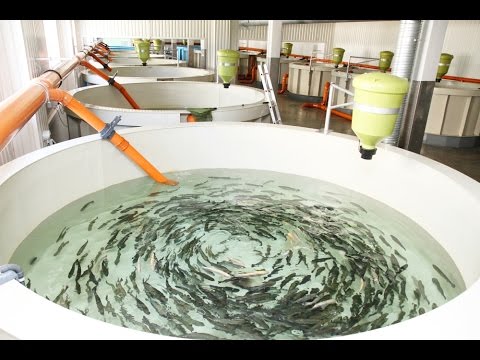 Video: Debesu Zivju Audzēšana - Alternatīvs Skats