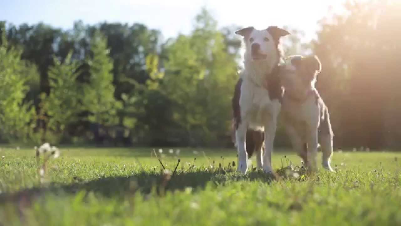 Free Dog Training Workshop Faceboo Free Dog Training Workshop Faceboo