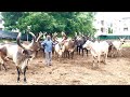 Kankrej man jayram desai with brazil kankrej breeder kankrej kankrejcow desicow cow kankrejbull