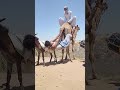 ذكاء الفلاح ومحاولة ركوب الحمار المربوط بالجمل التي تحولت إلى خطر ومحاولة إنقاذ العروس في اللحظة ال