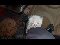 Naughty Rescue Kitten Biting His Dad&#39;s Feets Finally Dad Caught Him