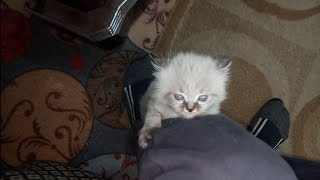 Naughty Rescue Kitten Biting His Dad's Feets Finally Dad Caught Him