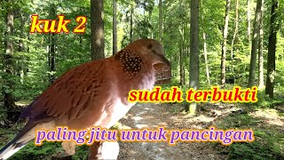 🔴Anti gagal sura  tebal #masteranmewah #dekukukuk2 #dekukugacor