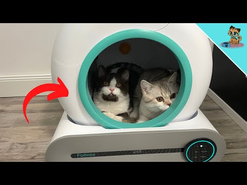 Video: Was ist die größte Katzentoilette?