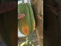 มาทำ #โซล่าเซลล์ บ้านคุณลูกค้าเจอ แบบนี้คิดถึงๆๆ...บ้านเลยคับ🍌.🍏.🍍