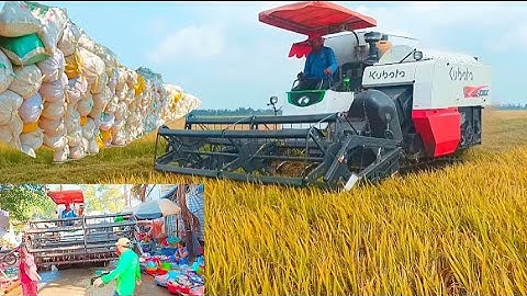 máy cắt 105 độ bánh 9 chạy vào chợ cá cắt lúa 5 không 4 giá lúa bán 7500₫ tập32 #maibangtv