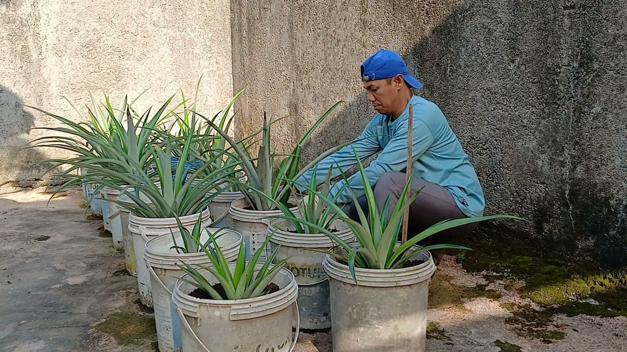 Agar nanas tumbuh subur dalam pot