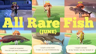 Catching ALL 13 Rare Fish [JUNE]  Animal Crossing New Horizons