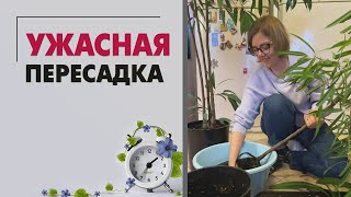 Ужасная пересадка. Саша Мазаева и мои залитые крупномеры