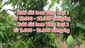Giá xoài đài loan, xoài cát hoà lộc, xoài cát chu ngày 20/12/2021