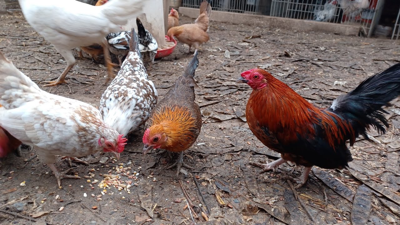 Петухи и куры Кикирики (ацтекские) / Новые петухи и цыплята, и как поживают малыши