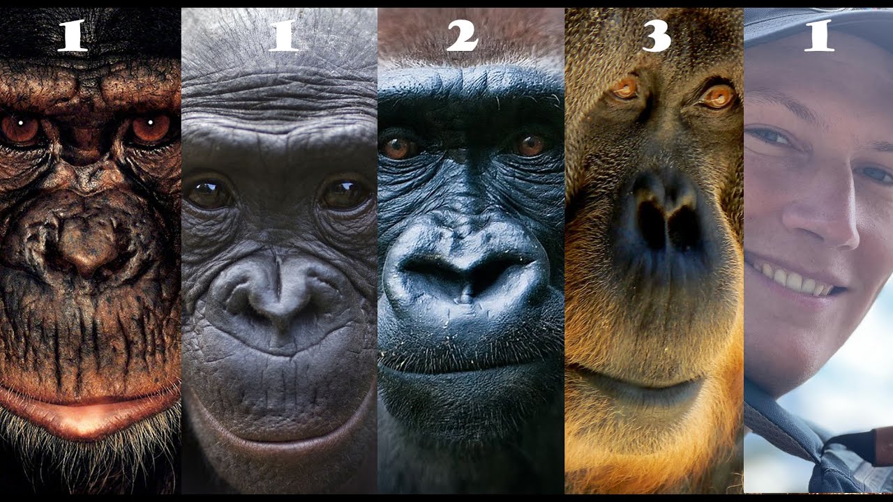 The BIG Problem With Ape Names - YouTube