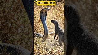 Snake vs Mongoose Epic Battle | Real Jungle Fight #Viral #Trending #EpicFight #Wildlife #shorts