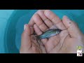 episode 4 - My small river fish collection. Mauritius fish#tigerbarb