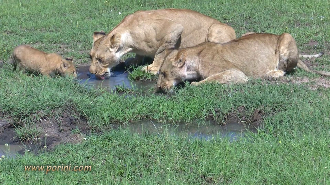 Porini Lion Camp 